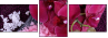 59389806