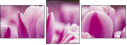 59655482
