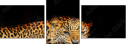 59934153