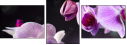 60355585