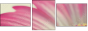 62303581