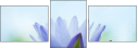 62577833
