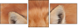 62758452