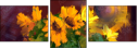 62921715