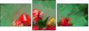 62921723