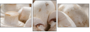 63406679