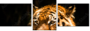 63858890
