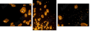 64122199