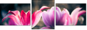 64764645