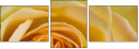 64954045