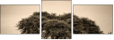 67091095