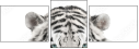67172414