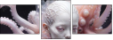 681456461