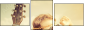 68633820