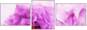 68847912