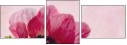 70746560
