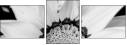 71181016