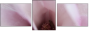 75397074