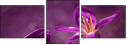 79035921