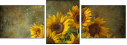 904593686