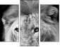 55206469