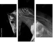 55501476