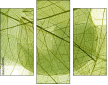 58647115