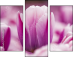 59655482