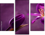 79035921