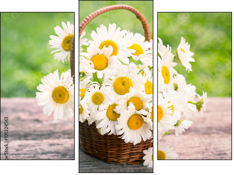 Spring flowers - Daisy flowers in the basket - Obraz trzyczęściowy, Tryptyk