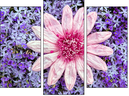 Kunstblume auf einem Meer aus lila BlÃ¼ten - Obraz trzyczęściowy, Tryptyk