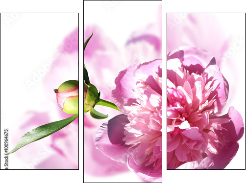 Peony on a white background. Isolated  - Obraz trzyczęściowy, Tryptyk