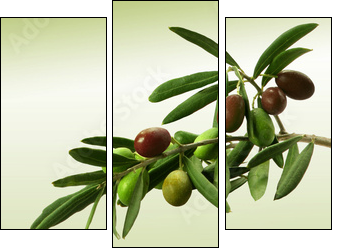Zielona gałązka oliwna
 - Obraz trzyczęściowy, Tryptyk