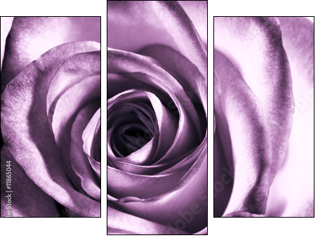 Purpurowa róża – zbliżenie na klasyczne piękno
 - Obraz trzyczęściowy, Tryptyk