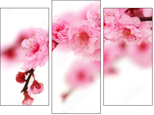 Kwiaty wiśni – Japonia mniej dosłownie
 - Obraz trzyczęściowy, Tryptyk