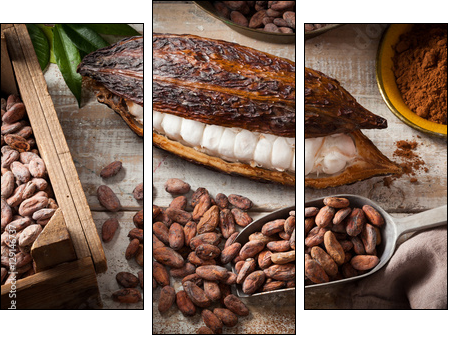 Cocoa beans and pod - Obraz trzyczęściowy, Tryptyk