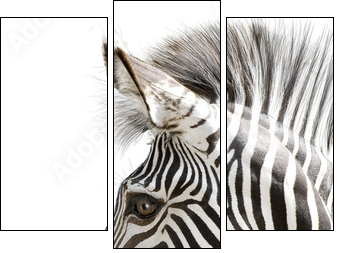 Zebra 001  - Obraz trzyczęściowy, Tryptyk