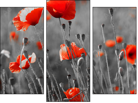 Czerwone maki – fotograficzne kontrasty natury
 - Obraz trzyczęściowy, Tryptyk