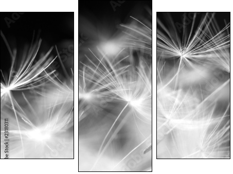 Macro beauty dandelion  - Obraz trzyczęściowy, Tryptyk