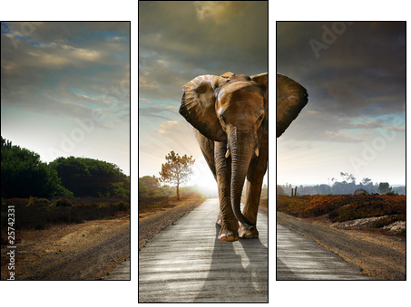 Walking Elephant  - Obraz trzyczęściowy, Tryptyk
