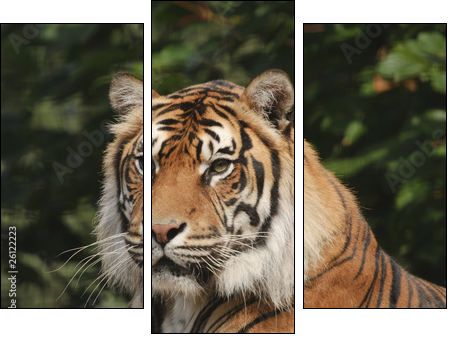 Endangered Sumatran Tiger  - Obraz trzyczęściowy, Tryptyk