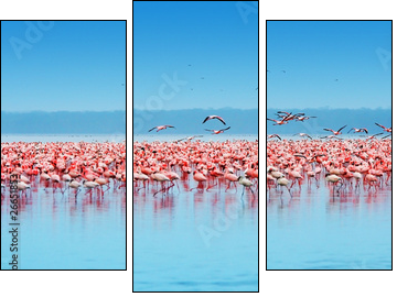 African flamingos  - Obraz trzyczęściowy, Tryptyk
