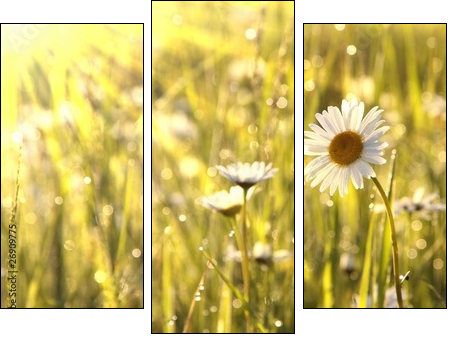 Stokrotki o poranku – wiosenna łąka
 - Obraz trzyczęściowy, Tryptyk