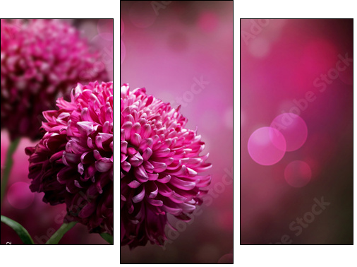 Dahlia Autumn flower design. With copy-space  - Obraz trzyczęściowy, Tryptyk