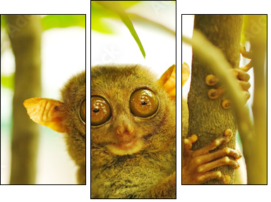 Tarsier  - Obraz trzyczęściowy, Tryptyk