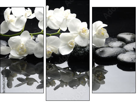 Close up white orchid with stone water drops  - Obraz trzyczęściowy, Tryptyk