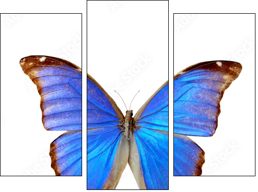 Blue morpho  - Obraz trzyczęściowy, Tryptyk