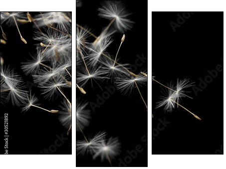 Seeds of dandelion, isolated on black  - Obraz trzyczęściowy, Tryptyk