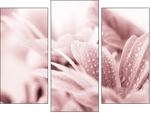 Beautiful daisy flowers closeup  - Obraz trzyczęściowy, Tryptyk