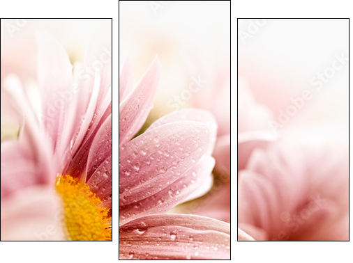 Beautiful daisy flowers closeup  - Obraz trzyczęściowy, Tryptyk